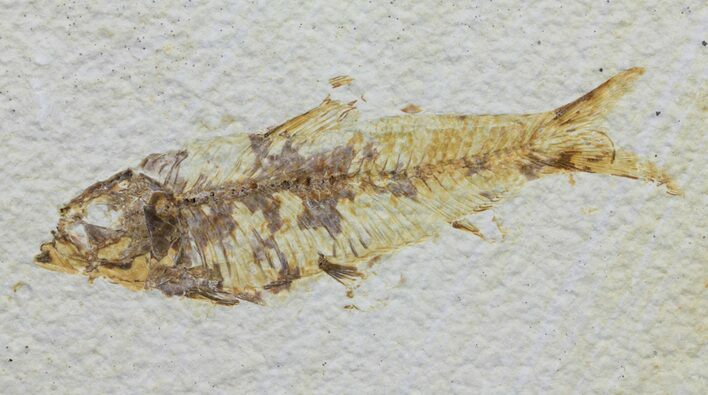 Knightia Fossil Fish - Wyoming #59803